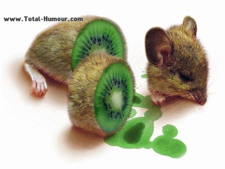 kiwi-souris-03q_679.jpg