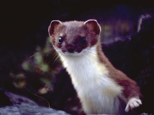 animal_1xr.jpg