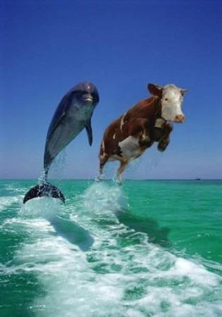 http://images.jedessine.com/_uploads/membres/articles/20080415/medium-vache-dauphin_pdh.jpg