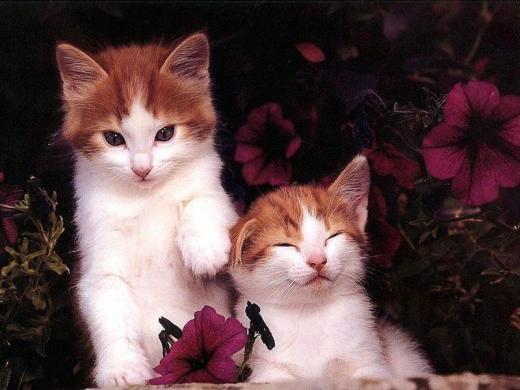 Chiens et chats