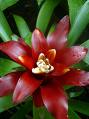 Guzmania - Wikipédia