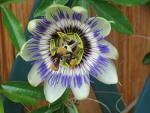 Photos de Fleur passiflor