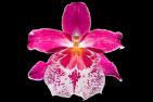Orchidée & transparence