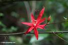 Fleur rouge de passiflore> [Code ...