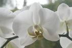 ORCHIDÉE