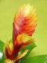 Guzmania