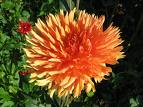 Dahlia