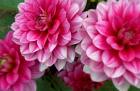 a visit to Belle Fleur dahlia farm ...