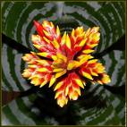 Fleur guzmania guzmania fleur d une ...