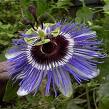 Passiflore, Fleur de la passion ...