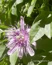 Passiflore, fleur de la Passion
