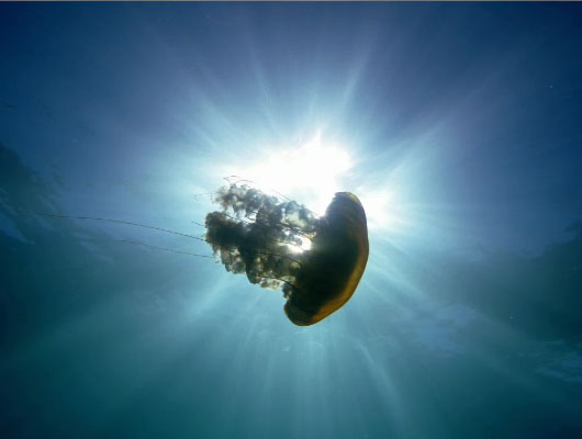 imax-deep-sea-3d