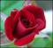 le-langage-des-fleurs-:-r-a-z
