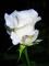 le-langage-des-fleurs-:-r-a-z
