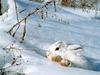 lapin-nains