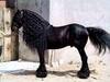 Trop beau le cheval!!!!!!!!