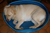 Ma chienne chiva (2ans)