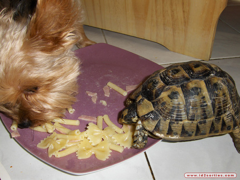 un bon repas