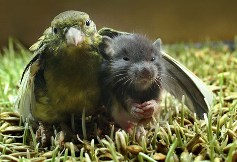amitié des animaux