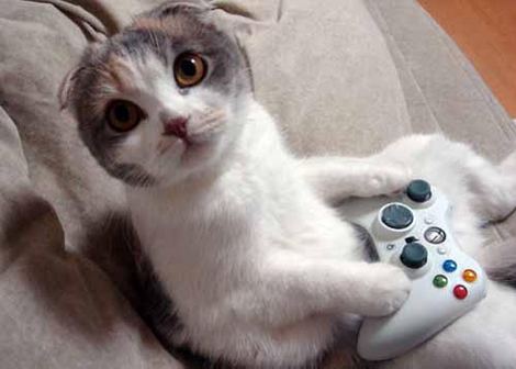chat