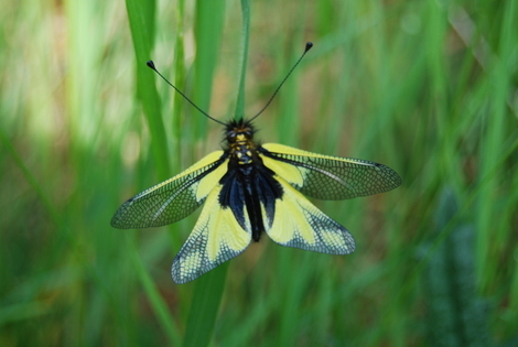 papillons