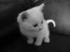 chat1