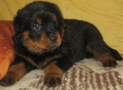 galerie-membre,chien-rottweiler,pose-d-enfer.jpg