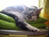 mon chat � moi !!