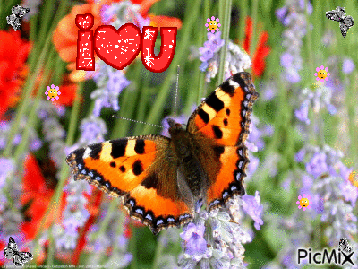 papillon
