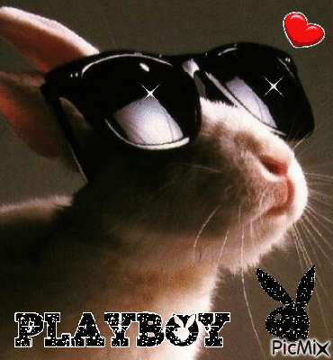 lapin