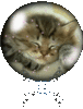 chat boulle