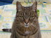 voici les chat(tes) de GORILLA!