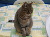 voici les chat(tes) de GORILLA!