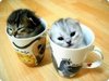 ils doivent etre petits pour rentrer dans des tasses !! 