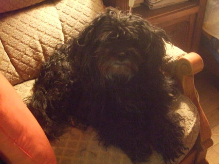 La chienne de mes grands -parents: Cloé !!