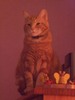 mon chat moumoune!!