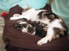 mon chat holly et ses petits