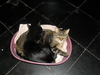 mes deux chats