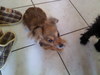 mon chien