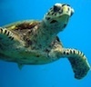 Un h&ocirc;pital r&eacute;serv&eacute; aux tortues !