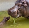 Un zoo vraiment pas comme les autres ! 