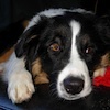 Un concert juste pour les chiens !