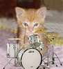 chaton