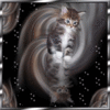 chaton