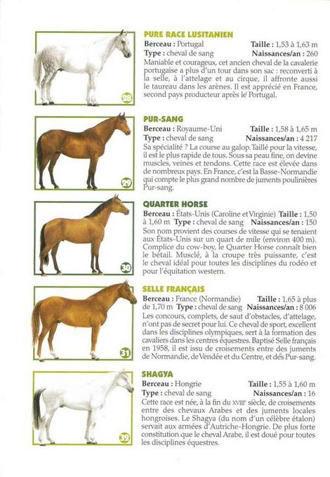 http://images.jedessine.com/_uploads/membres/articles/20100832/fz4qp_Races-des-chevaux-detaille-7-8.jpg