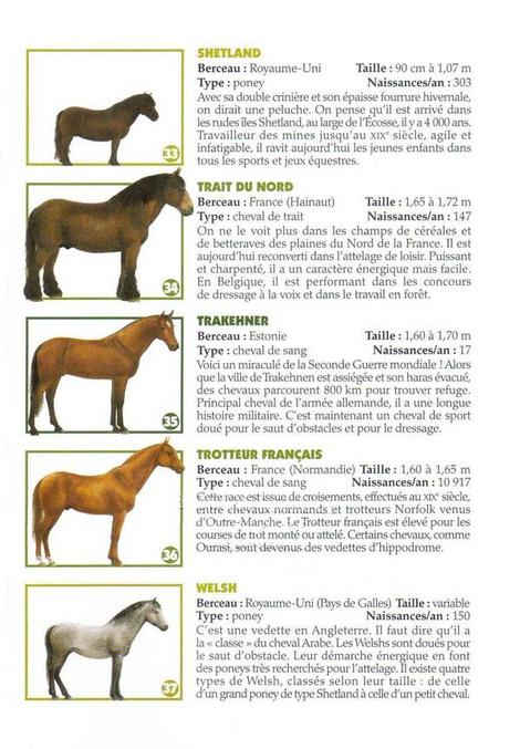 http://images.jedessine.com/_uploads/membres/articles/20100832/gahn2_Races-des-chevaux-detaille-8-8.jpg
