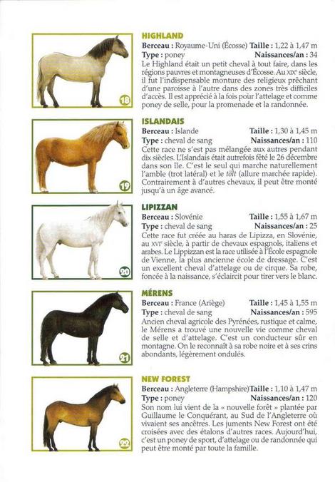 http://images.jedessine.com/_uploads/membres/articles/20100832/sb6mp_Races-des-chevaux-detaille-5-8.jpg