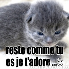 Kitten Gray
