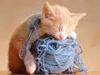 Mignon