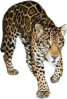h4vpy_leopard1